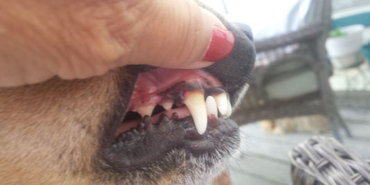 veterinarian examining dog's teeth in clinic