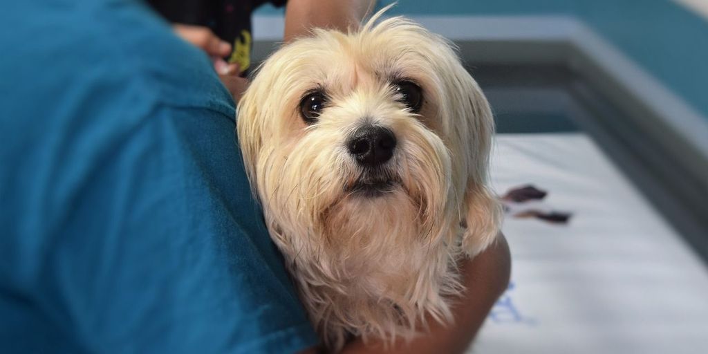 puppy at the vet clinic