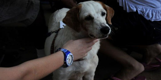 dog medical supplies with pet owner