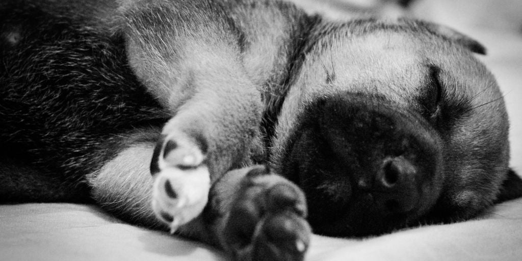 dog sleeping peacefully with melatonin treats nearby