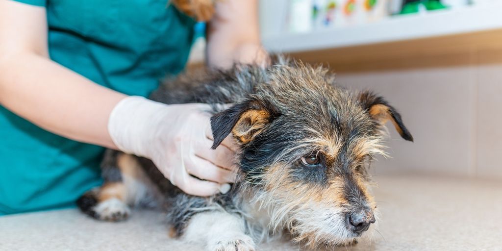 senior dog at veterinary clinic