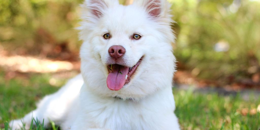 happy dog eating hemp chews