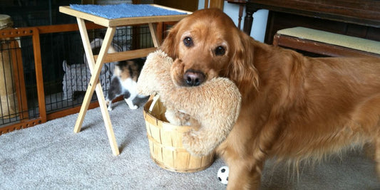 dog ear cleaning