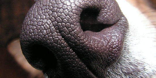 dog using chlorhexidine wipes