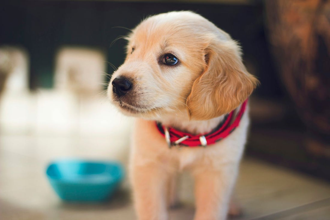 Raising a Healthy Pup: Benefits of Vets with Comprehensive Puppy Plans