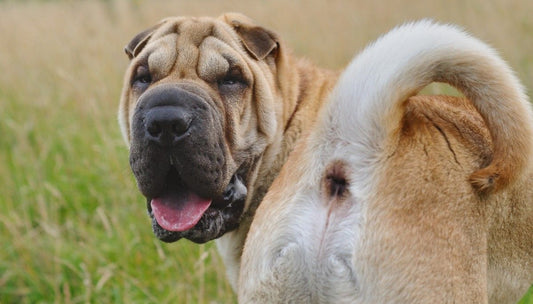 Soothing Your Dog's Swollen Anus: Safe Home Remedies