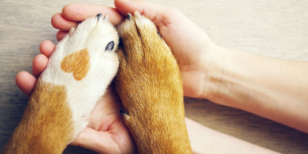 vet grooming services
