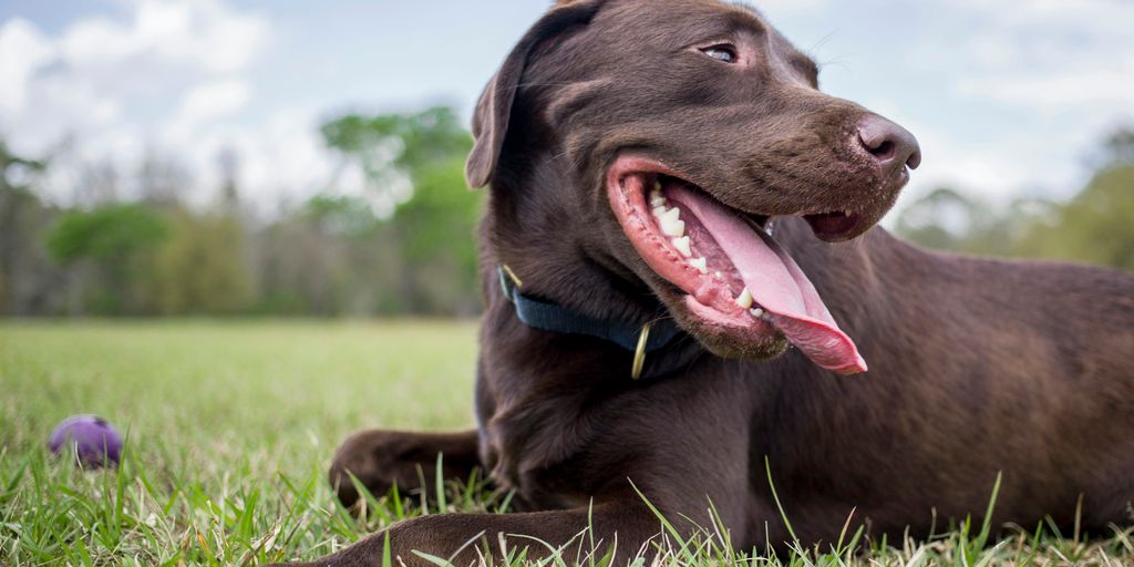 dog lying on grass