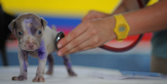 small animal veterinarian consulting with pet owner