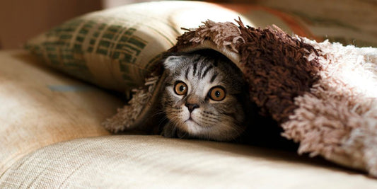 brown Scottish fold in brown thick-pile blanket