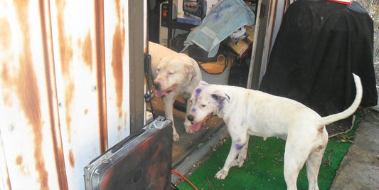 dog receiving antiseptic treatment
