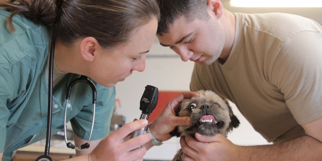 happy dog and cat with a veterinarian in a clinic