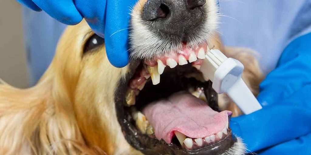 dog dental care