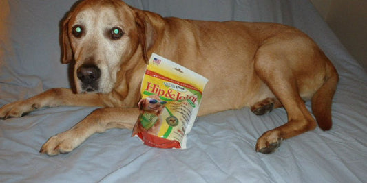 happy dog with joint supplement