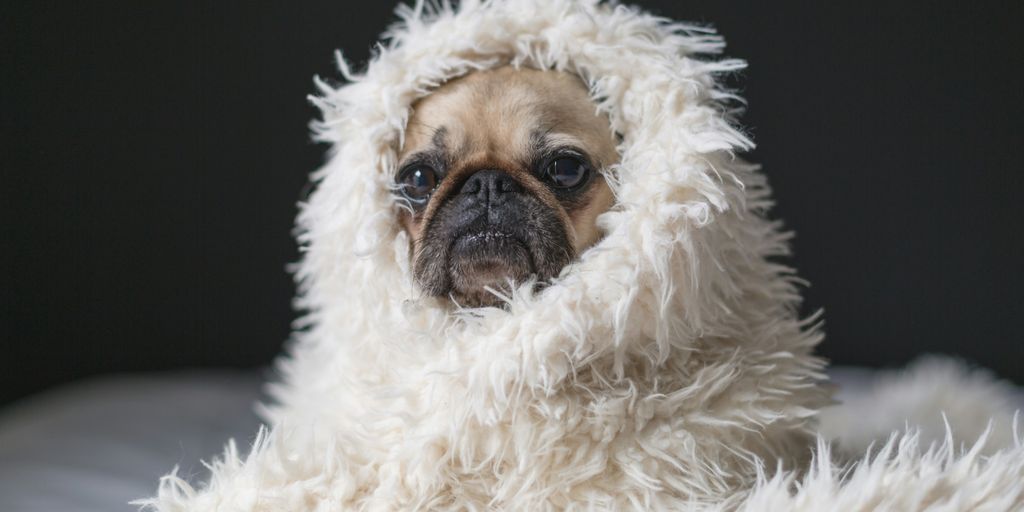 Understanding Common Dog Symptoms and What They Mean Pet Health Pros