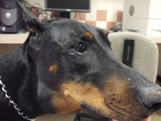 Home Remedies for a Dog's Swollen Anus: A Vet's Advice