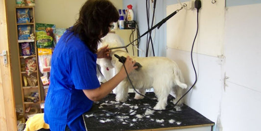 pet grooming vet