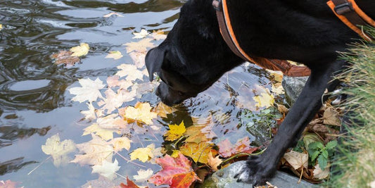 dog receiving treatment with Ketoconazole Chlorhexidine shampoo