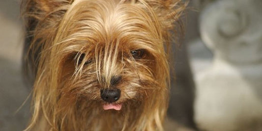dog being bathed with medicated shampoo