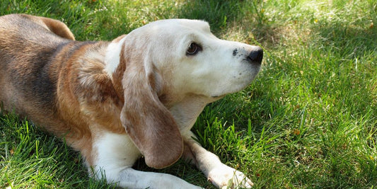 senior dog at vet