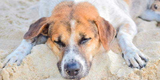 white and brown short coated dog lying on white sand during daytime