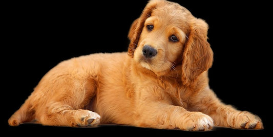 happy healthy pets