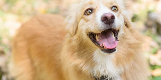 happy dog with shiny coat