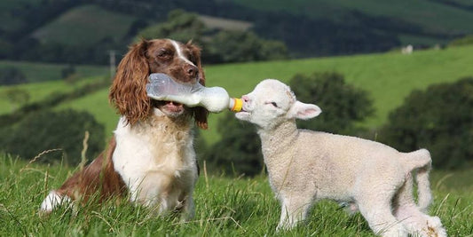 veterinarian caring for a dog and cat