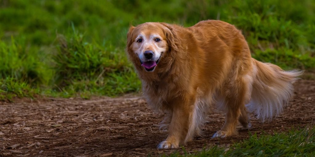 senior dog at vet