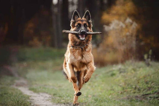 Supporting Your Dog's Mobility: The Top Joint Supplements Reviewed