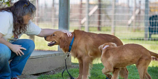 white dog being bathed