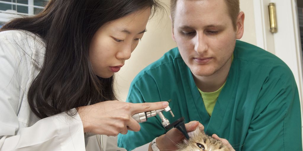 veterinarian examining dog in clinic