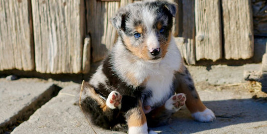 dog with clean eyes after using tear stain remover