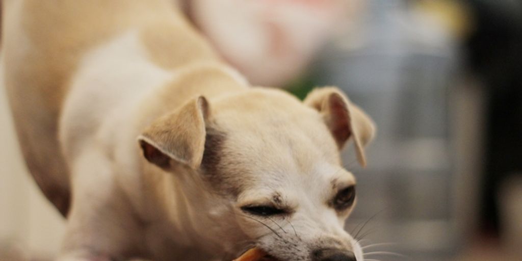 dog eating hemp chews