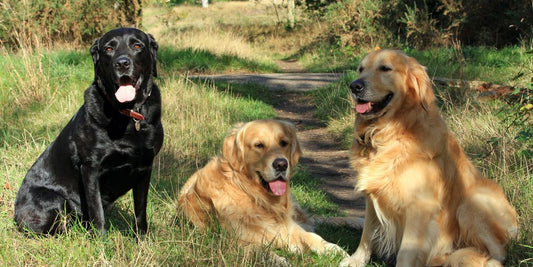 dog antiseptic flush