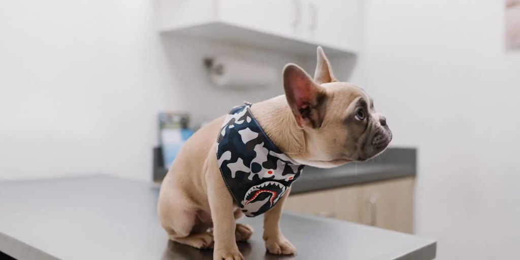 puppy at vet