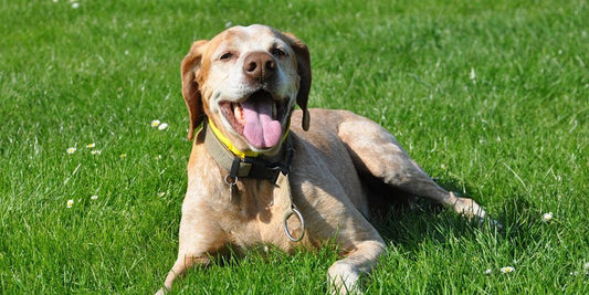 happy dog with probiotics