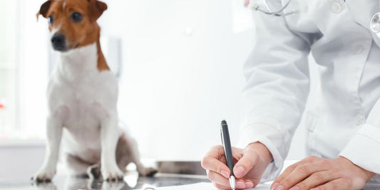 dog at vet