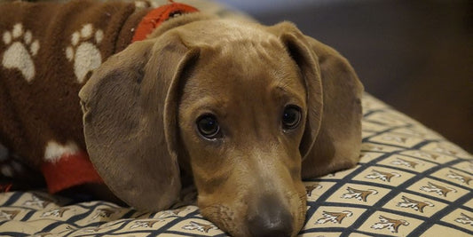 veterinarian issuing pet health certificate for travel