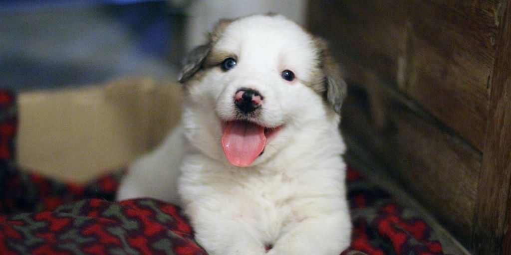 happy dog at a veterinary clinic