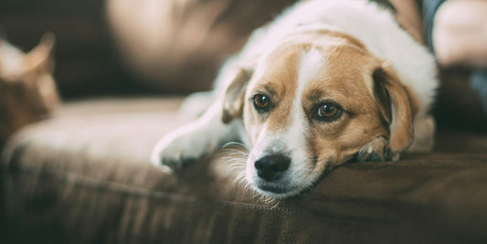 Keeping Your Pup's Eyes Pristine: The Best Tear Stain Removers for Dogs