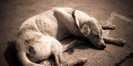 dog sleeping peacefully with melatonin treats nearby