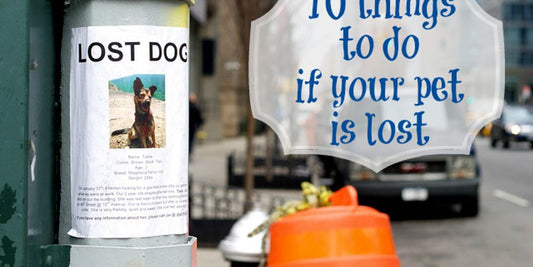 veterinarian giving advice to pet owner