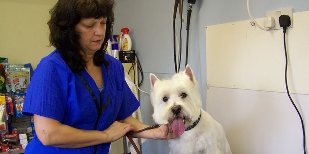 professional pet grooming vet with happy pets