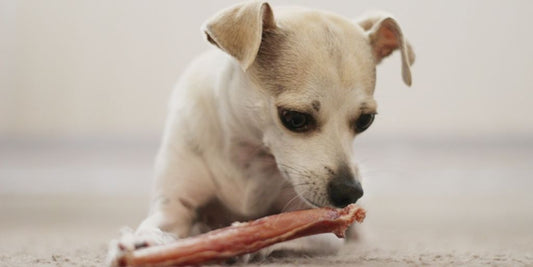 dog chewing furniture home interior