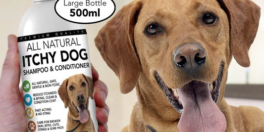 dog with antifungal shampoo