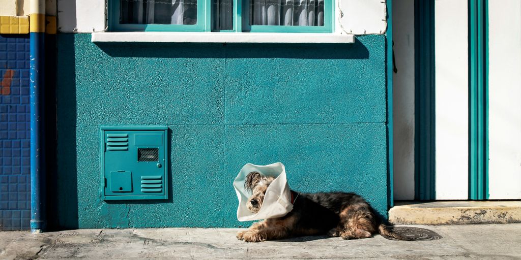 brown dog with plastic on his head