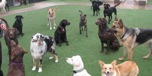 pet health certificate travel veterinarian office