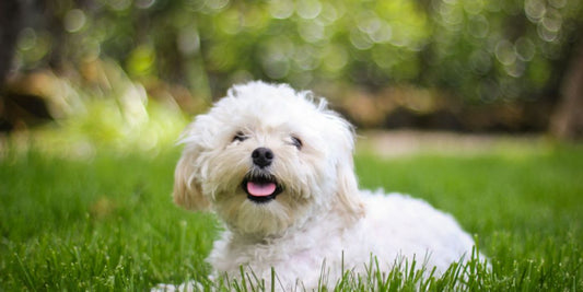 happy puppy playing in a sunny park
