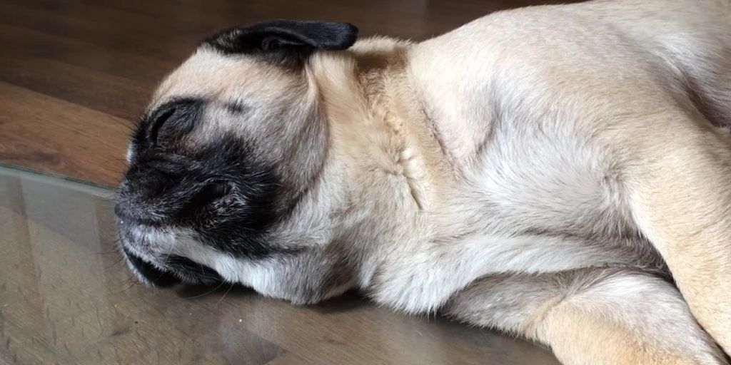 dog sleeping peacefully with melatonin treats nearby